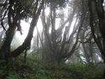 rhododendron forest