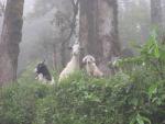 Ewok goats