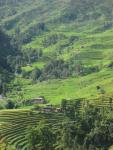 terraced hillsides