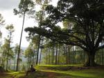 Drew under the pipal tree