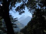 peaks through the pine