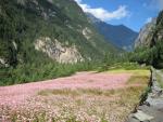 buckwheat fields