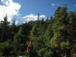 forest walk with peaks in the background