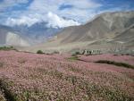 more pink buckwheat