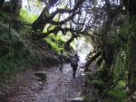 rhododendron forest