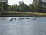 buffalos cooling off in the river