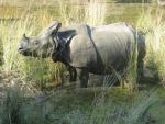 a heavily armoured rhino - as seen from the back of an elephant