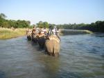 four hephalumps cross the river