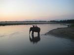 our elephant gets a well-deserved drink after carrying us for miles