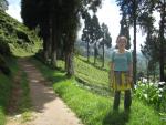 a walk amongst the tea bushes