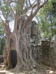 Tree wrestles with Ta Som temple