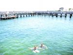 swimming in Brighton Baths