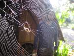 slightly scary spider outside our bungalow