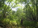 Heather in the bamboo