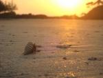 hermit crab enjoys the sunset too