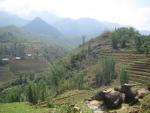 buffalo cool off near Sapa